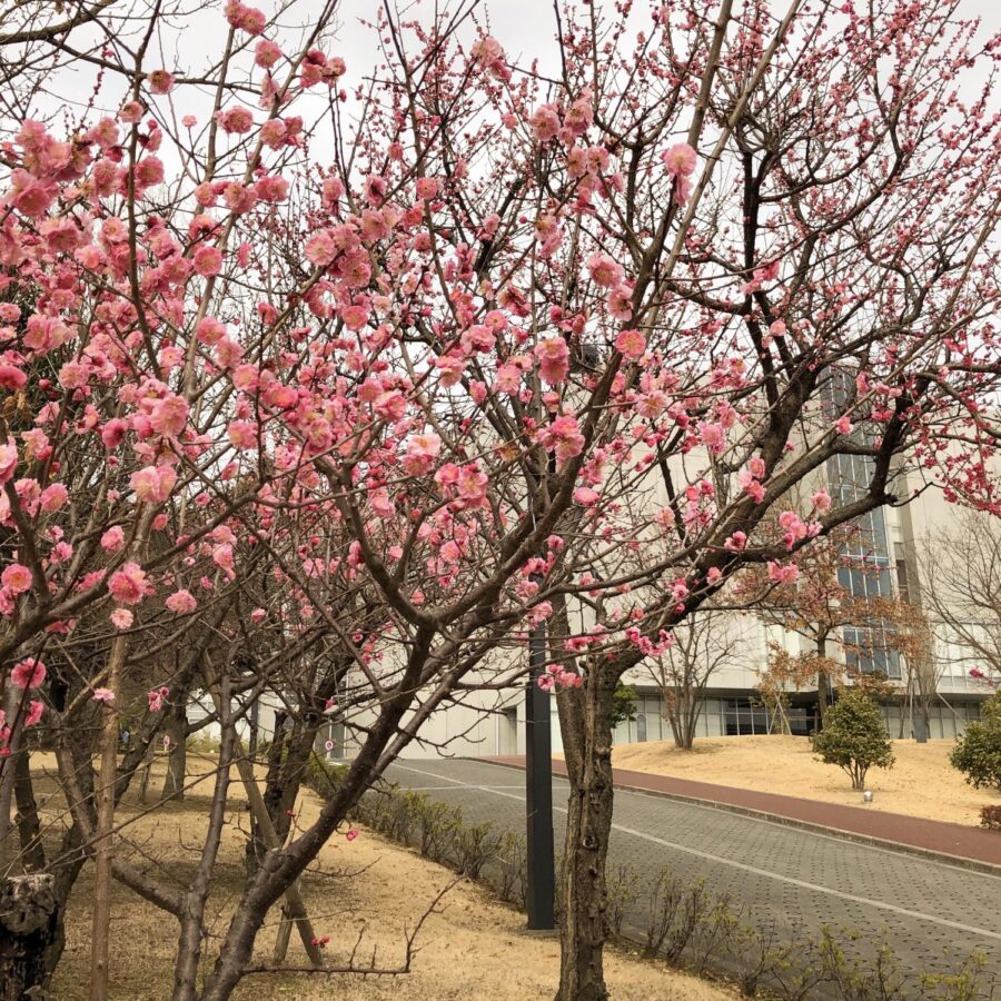 春はもうすぐ？