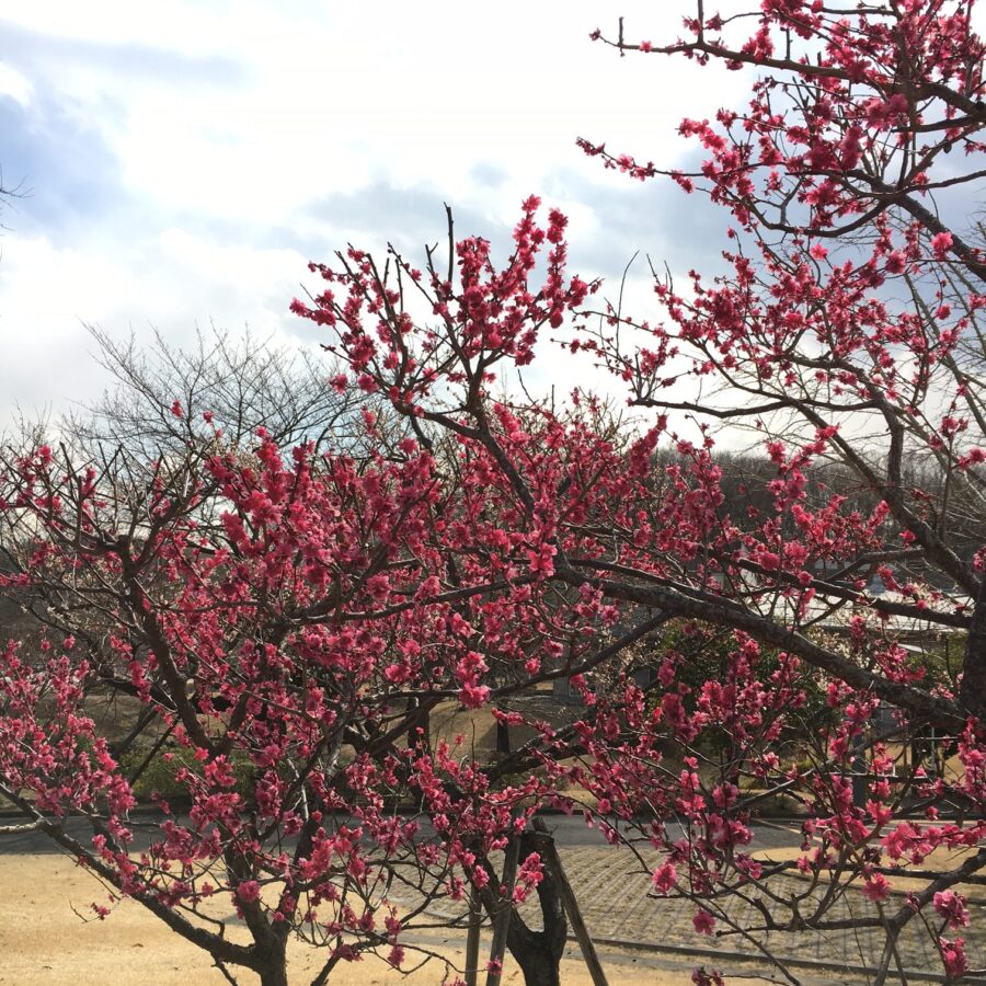 ちょっとずつ、春です