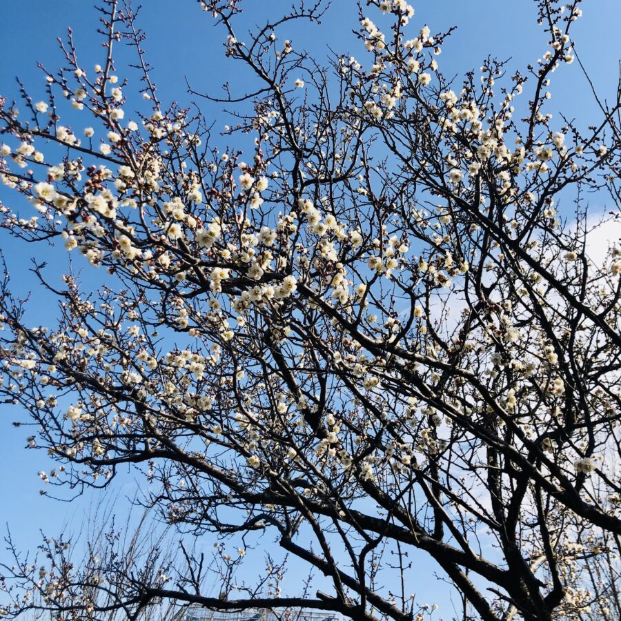 多摩美に春が近づいてきました。